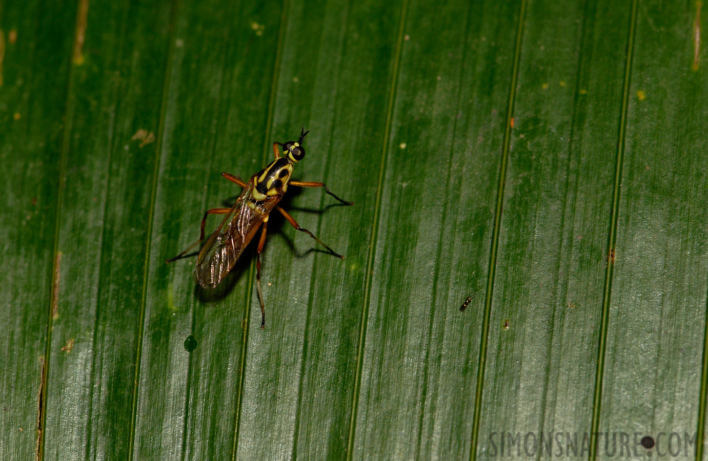 Diptera sp [105 mm, 1/60 Sek. bei f / 11, ISO 200]